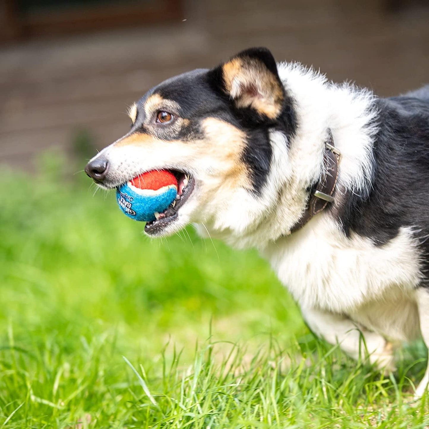 Tennis Balls for Dogs, Squeaky Dog Tennis Balls for Exercise, High Bouncy Dog Balls Bright Colors 2.5 Inches, Interactive Funny Dog Toys for All Breeds of Dogs Indoor & Outdoor Dog Games - FureverPawPrint