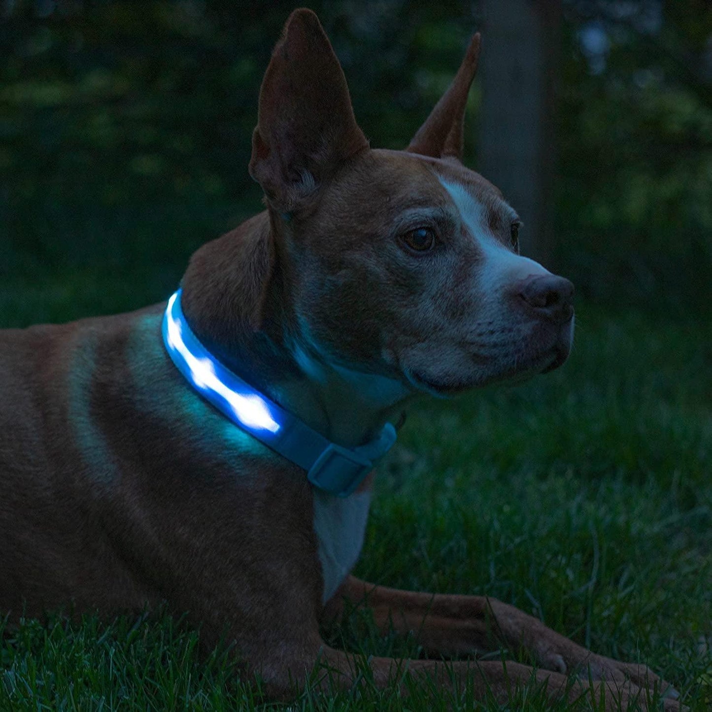 Brightest LED Dog Collar - 1,000 Feet Visibility, USB Rechargeable & Waterproof - Perfect for Night Walks - USA Made - FureverPawPrint